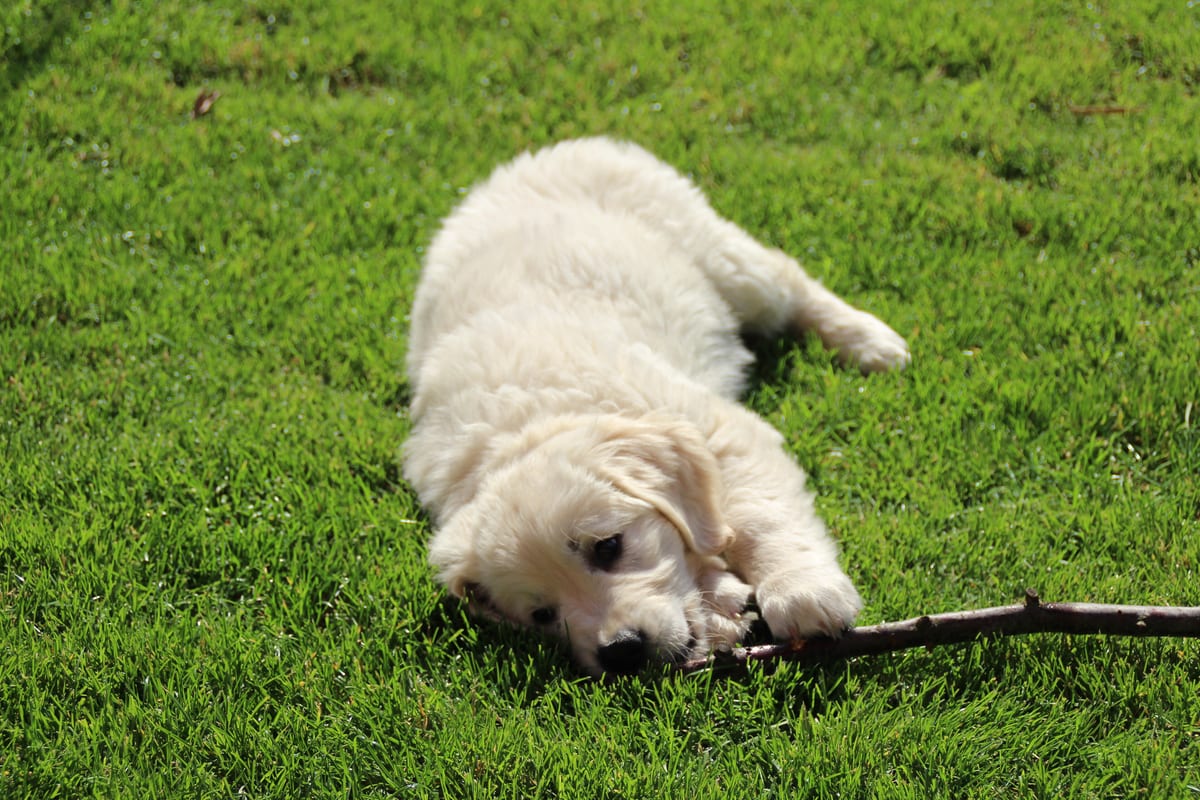 Chiot jouant dans l'herbe chez un éleveur partenaire