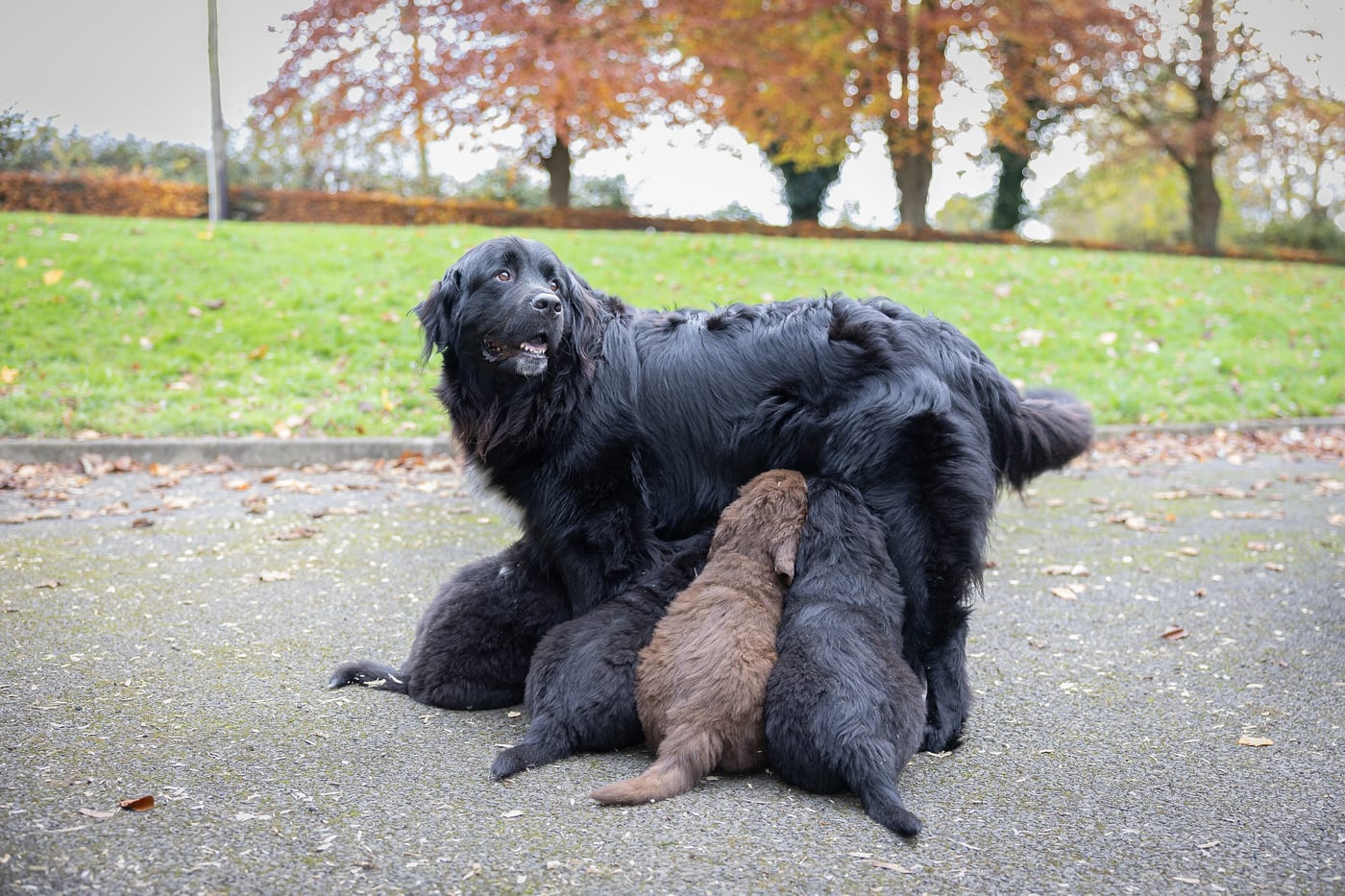 Une mère et ses chiots chez un éleveur partenaire